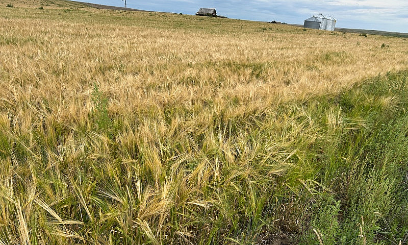 Farmland For Rent In...