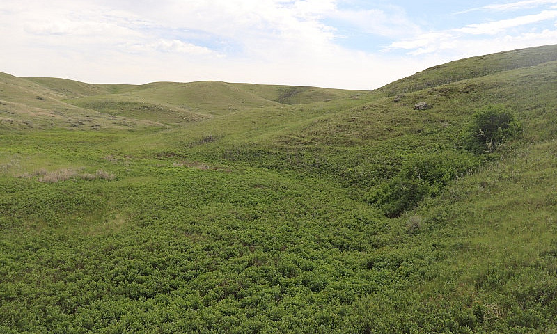 925 Acres Of Pasture...