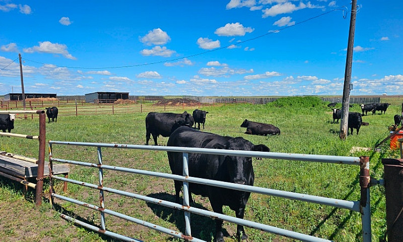 Cattle Operation For...