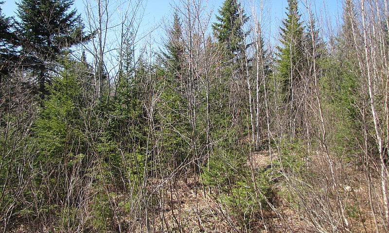 New Price, 11 Acres ...
