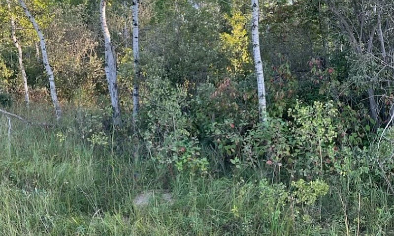 2 Acre Lot In La Bro...