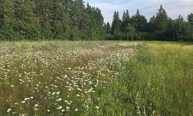 Land For Sale...