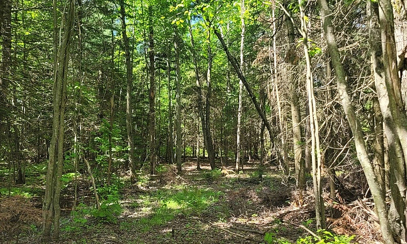 $175,000 - Wood Lot ...