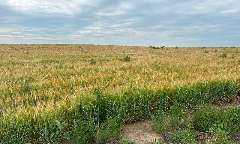 Farmland For Rent In...