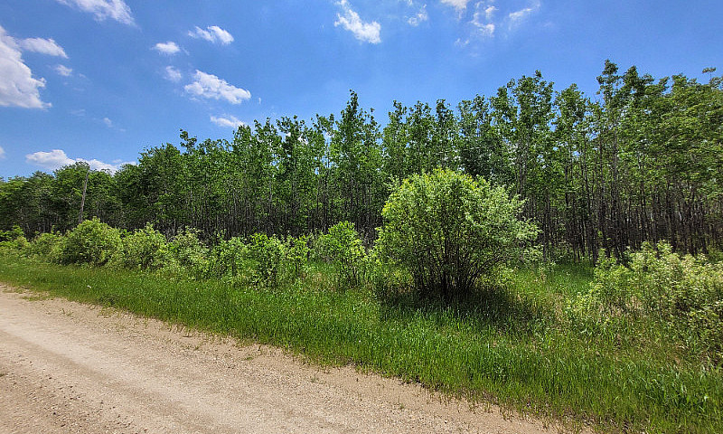 Treed 5 Acre Lot!...