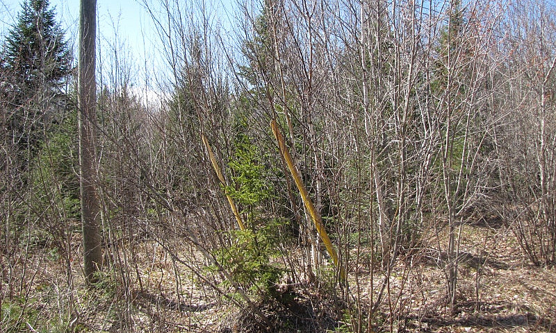 New Price, 11 Acres ...