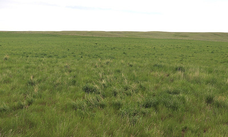 925 Acres Of Pasture...