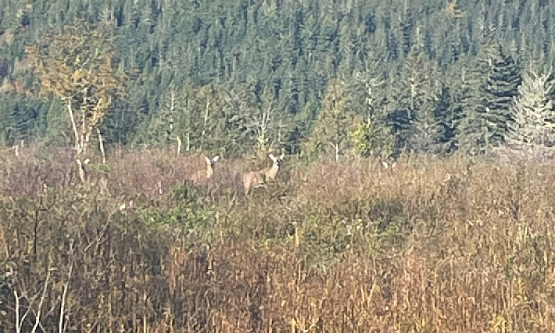 Mclure Rd. (Lot 3), ...