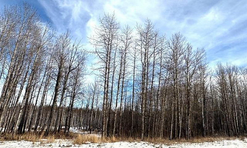 10 Acre Acreage Oasi...