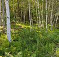 Lot For Sale  Bucklaw     Macleod Pt Rd