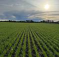Looking For Farmland To Rent In Canora Area