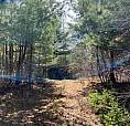 Gorgeous Wooded 2.12 Acre Lot!!