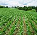 Looking For Farmland