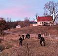 Farm Wanted 