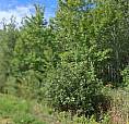 Beautiful Wooded Acreage For Sale