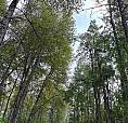 Westlock County Acreage For Rent