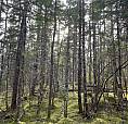 5.4 Acre Lot Loch Lomond