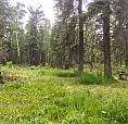 5 Acres For Sale Near Clyde
