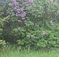 12 Lots For Sale  **  1.5 Acres
