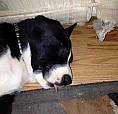 Iso Pet Friendly Vernon Penticton Areas