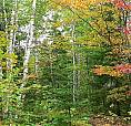 Recherche Terre A Bois A Vendre Dans Lanaudiere 
