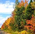 Multiple  Lots / Land For Sale Starting With 1 Acre And Up