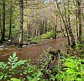 Terre À Bois À Paspébiac 