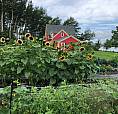 Waterfront 2.2 Acre Hobby Farm, House For Sale Cape Breton Ns