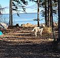 Lakefront Lot On Lake Winnipeg (Garage With Electricty In Place)