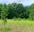 44 Acres On St Joseph Island