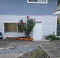 Spacious 2 Bedroom Basement In Fleetwood