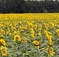 Unrestricted Acreage 5 Minutes From Lloyd