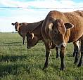 Land 75 Acres Near Sherwood Park , Flat Land,high Elev.