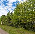 Land For Sale  Of +/_ 13 Acres Wooded . Frontage  420 Feet