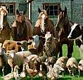 Mini Farm For Lease