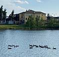 5-Bedroom, 4 Bath Large Executive House On Lake + Park, Bright
