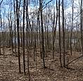 4.95 Acres For Sale - Gatineau Hills 25 Min From Ottawa