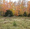 5 Acres Lot Near Cavendish, Urgent Sale!