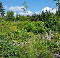 Lot Of Cleared And Vacant Land In Catalone!