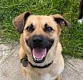 Appartement Chien Accepté