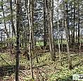 $250,000 - Commercial Wood Lot For Sale In Ste-Praxède