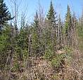 New Price, 11 Acres For Sale , Cocagne Area.