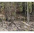 Lot 2 Vickers Trail Anglemont, British Columbia