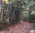 55 000$ - Terre À Bois À Vendre À St-Alexandre-De-Kamouraska