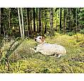 2070 Cape Drive Bowen Island, British Columbia