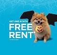 Pet-friendly One Bedroom One Bath With In-suite Laundry For Rent