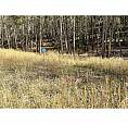 Lot 44 Mountain View Drive Fairmont Hot Springs, British Columbi