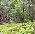 Harrop-Procter Road Lot# E Procter, British Columbia