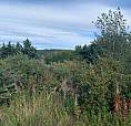 Ocean View Land Located In Scenic Plate Cove West