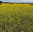 Gauthier Farm Keys Rm No. 303, Saskatchewan